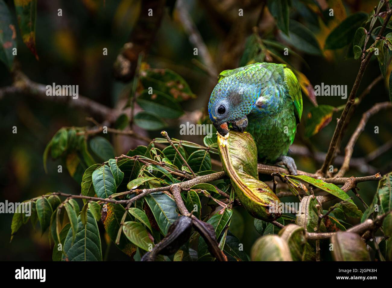 Blue headed parrot feeding in a tree in the rain forest of Panama Stock Photo