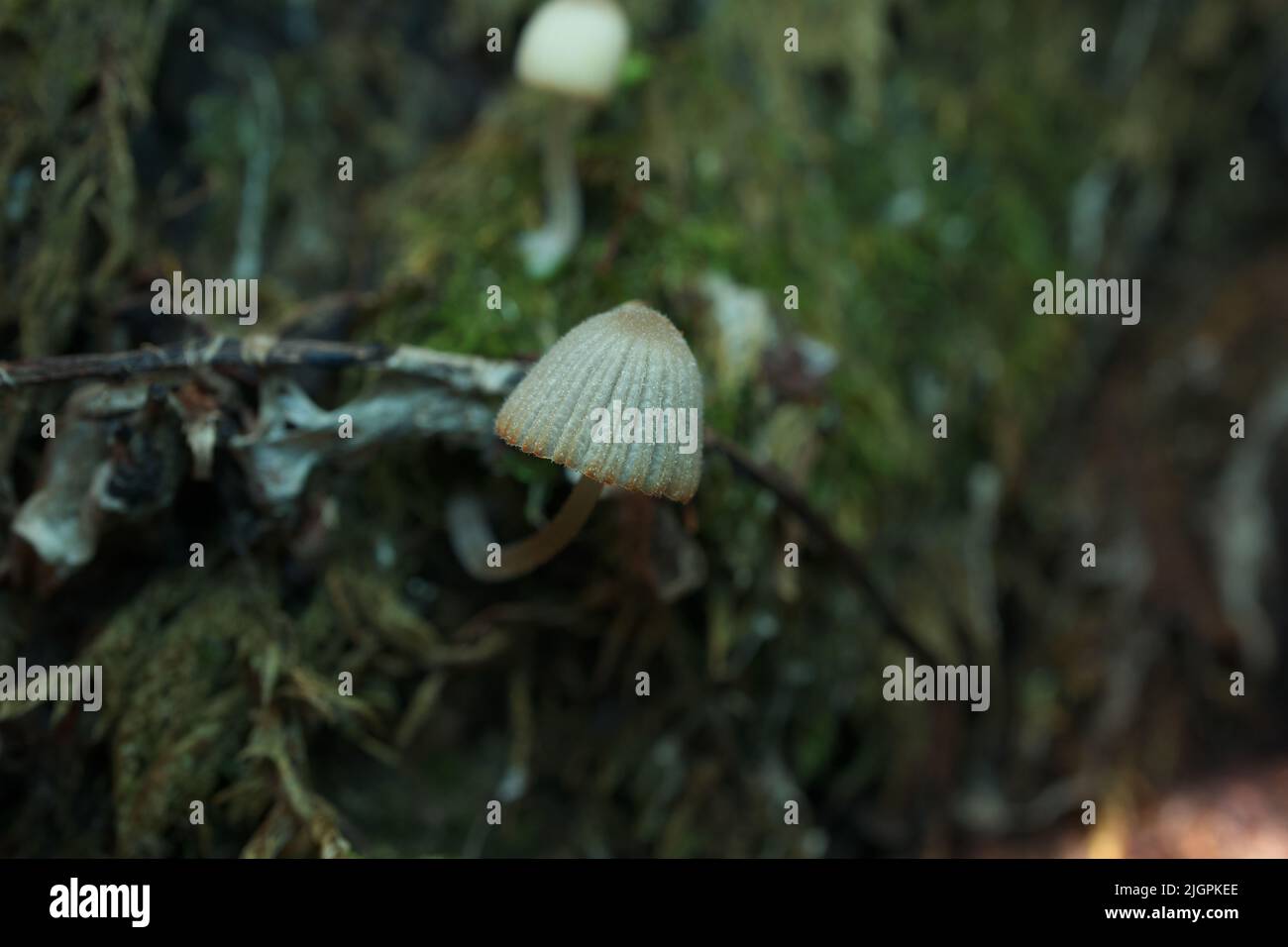 Coprinellus in the autumn forest, closeup Stock Photo