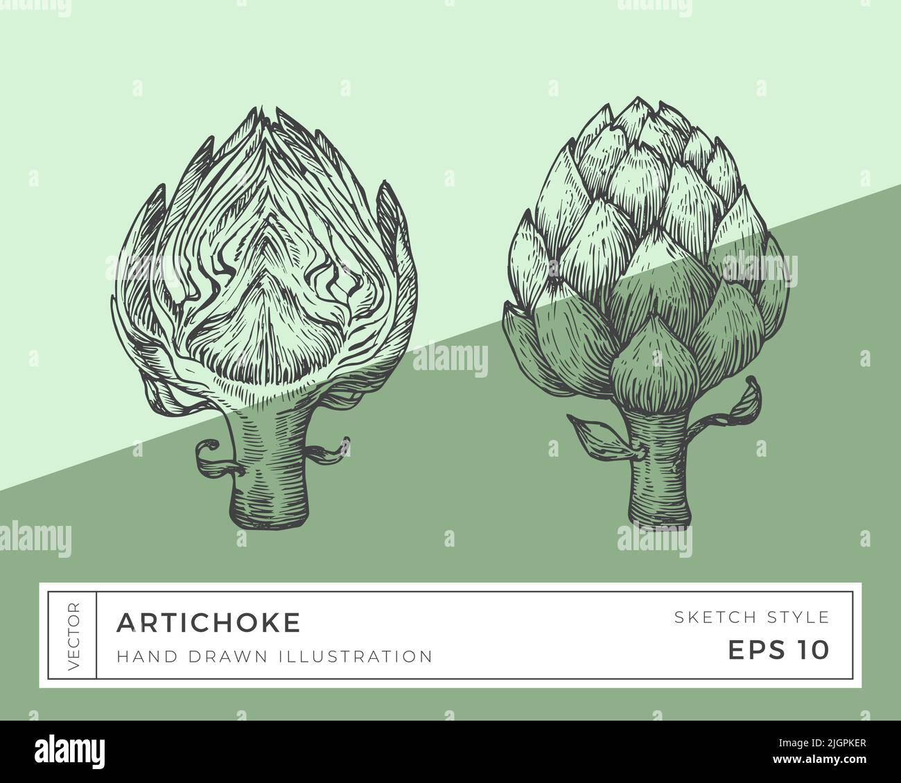 Hand Drawn Vector Artichoke Vegetable Illustration. Vegan Based Food