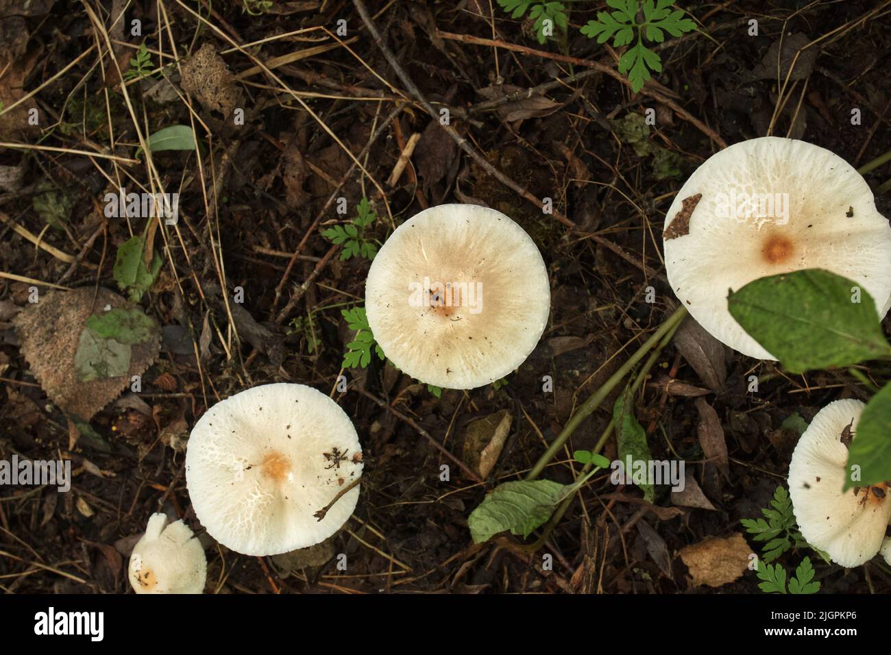 Poisonous mushrooms in the autumn forest Stock Photo