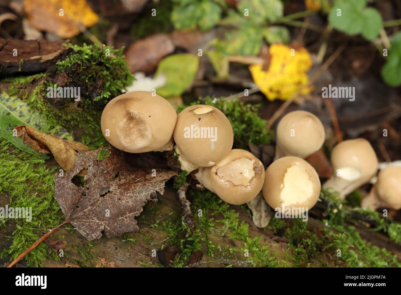 Lots of Lycoperdon mushrooms fresh in the rainy forest Stock Photo