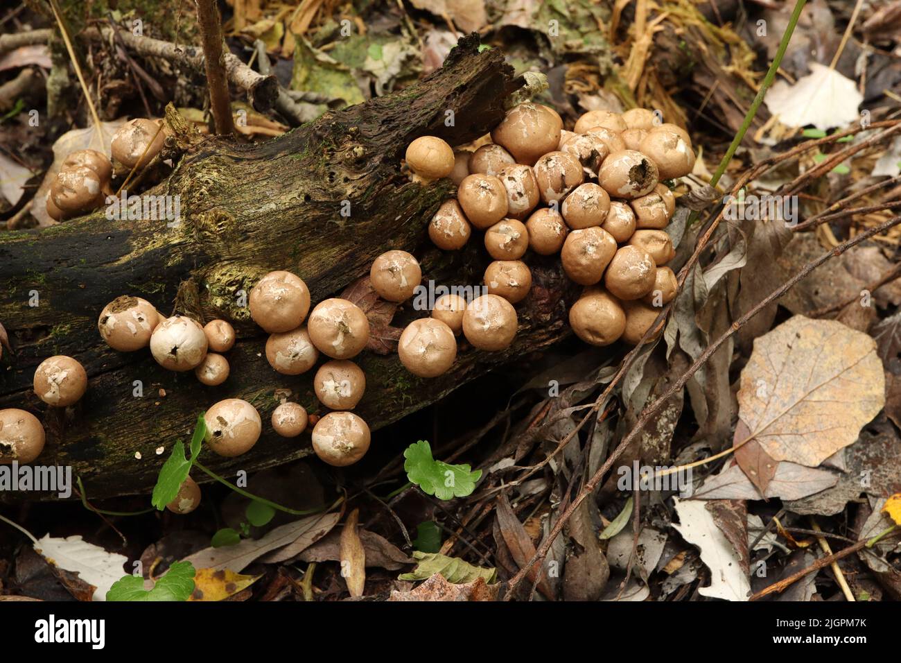 Puffball MushroomsAugust-September – Forest Mushrooms