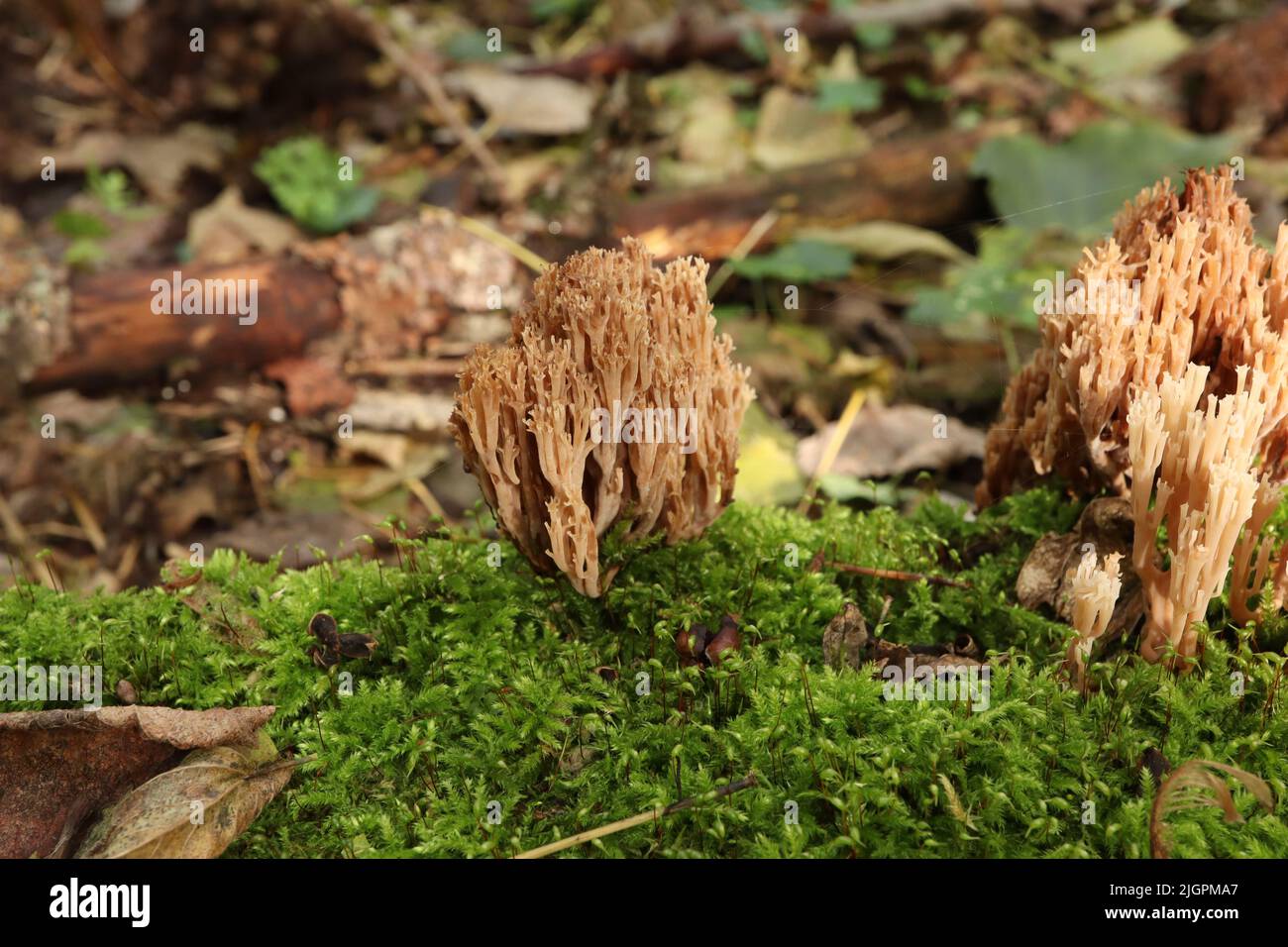 Clavicorona pyxidata in the autumn forest Stock Photo
