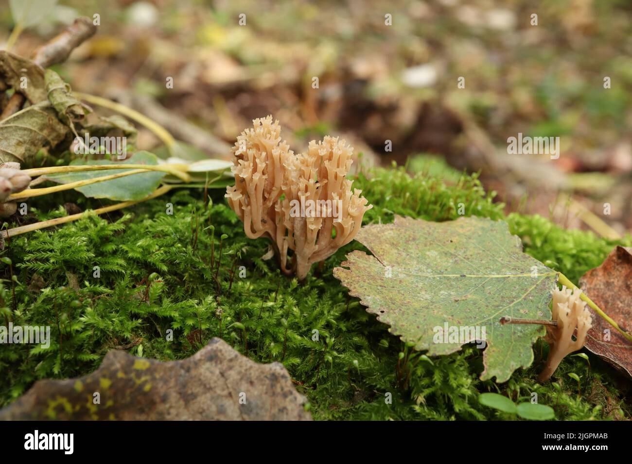 Clavicorona pyxidata in the autumn forest Stock Photo