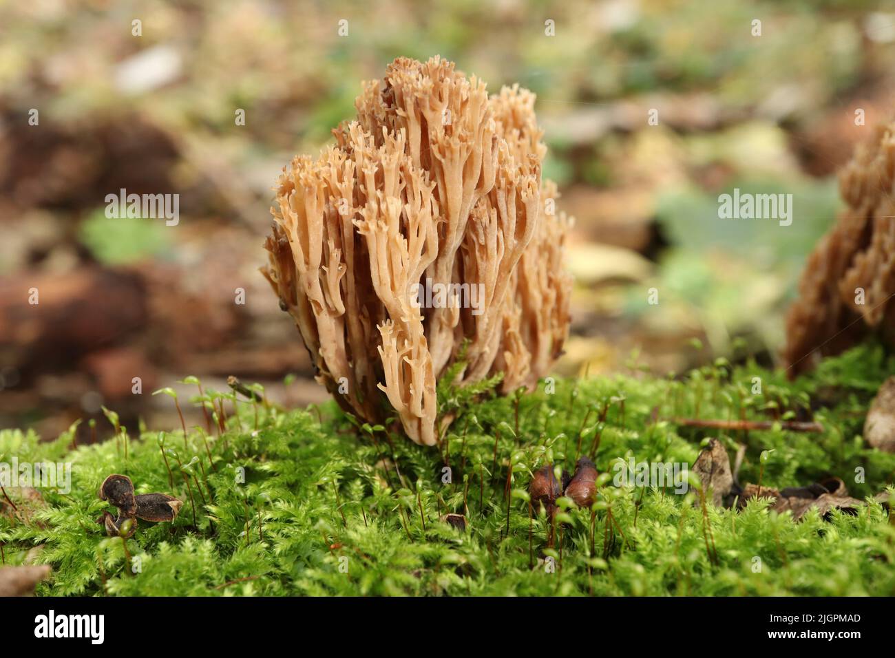 Clavicorona pyxidata in the autumn forest Stock Photo