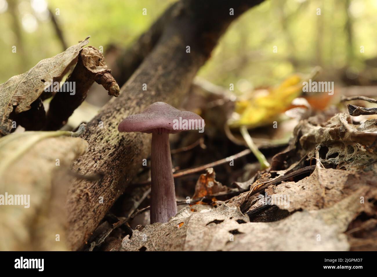 Lepista nuda in the autumn forest Stock Photo