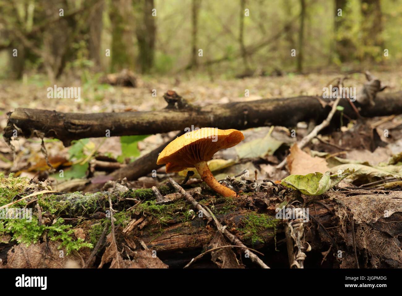 Gymnopilus sapineus in the autumn forest Stock Photo