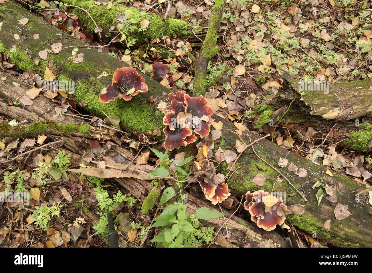 Polyporus in in the autumn forest Stock Photo