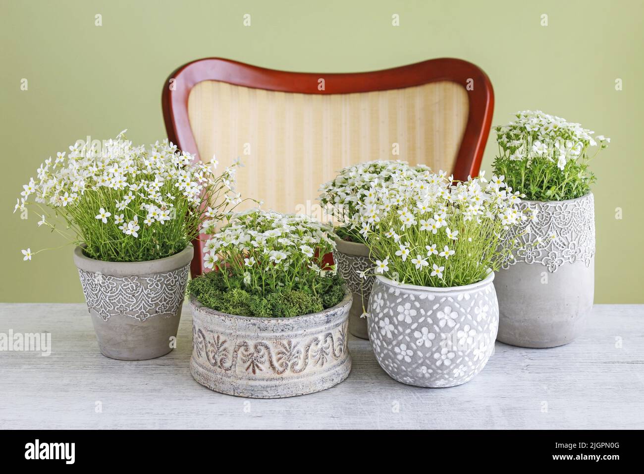 Luxurious chair and saxifraga arendsii (Schneeteppich) flowers. Home decor Stock Photo