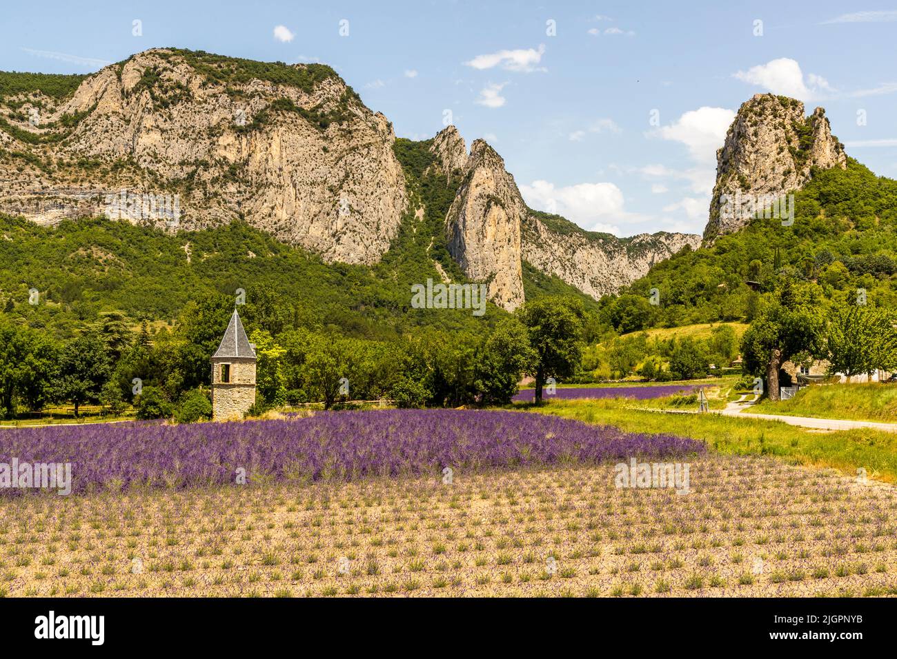 Lavender field with young plants in front of a tower and the foothills of the Vercors mountains in France, Drome valley Stock Photo