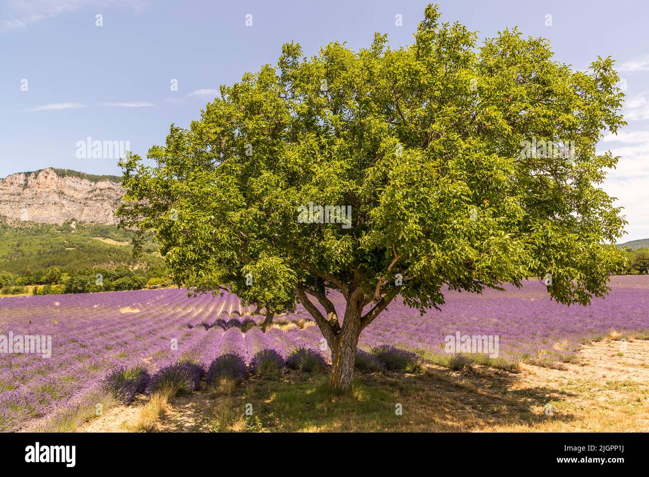 Lavender field in France Stock Photo