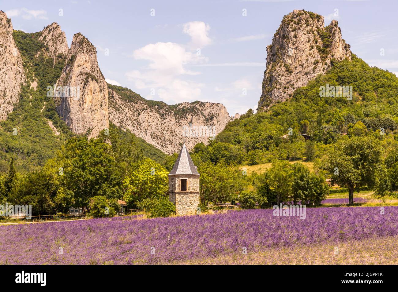Lavender field with young and old plants in front of a tower and the foothills of the Vercors mountains in France, Drome valley Stock Photo
