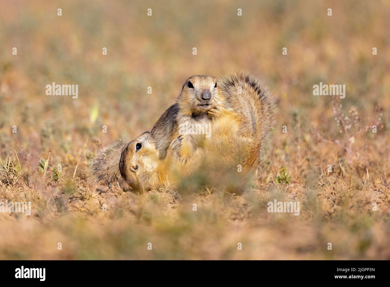 The two squirrels playfully fighting. ALBORZ, IRAN. THIS SQUIRREL looks