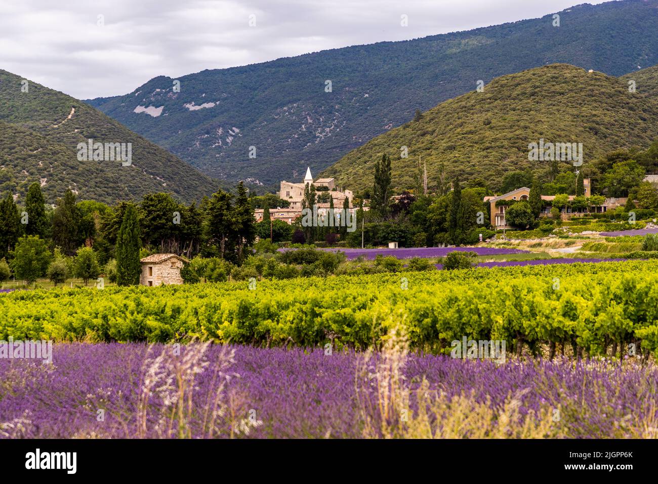 The purple of the lavender blossom sets the tone in the Drome Valley in June and July. This is where the Alps meet Provence. On a route of the lavender you can pass many valleys and villages with blooming lavender fields in these months Stock Photo