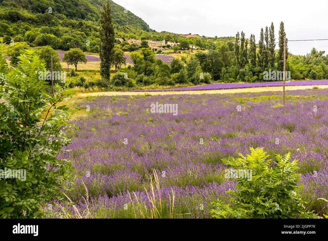 Lavender field in France Stock Photo