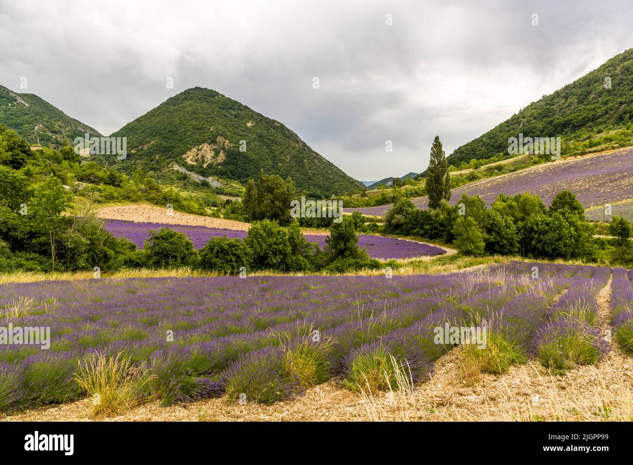 Beautiful purple tones run through the landscape. Fields of lavender in a hilly landscape. In the valley of the Drome the Alps meet Provence Stock Photo