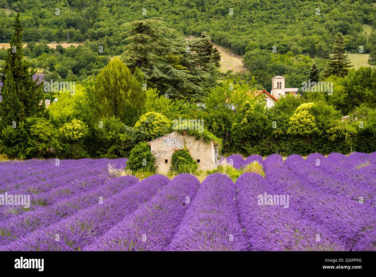 Vivid purple lavender field with old stone house in the middle. In the valley of the Drome the Alps meet Provence Stock Photo