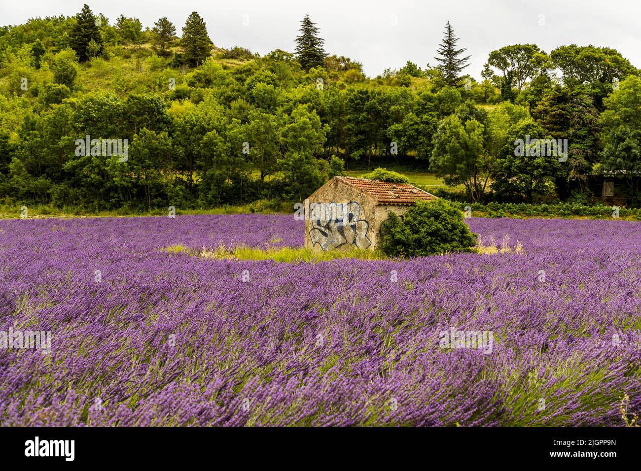 Lavender field with old stone house and graffiti. In the valley of the Drome the Alps meet Provence Stock Photo