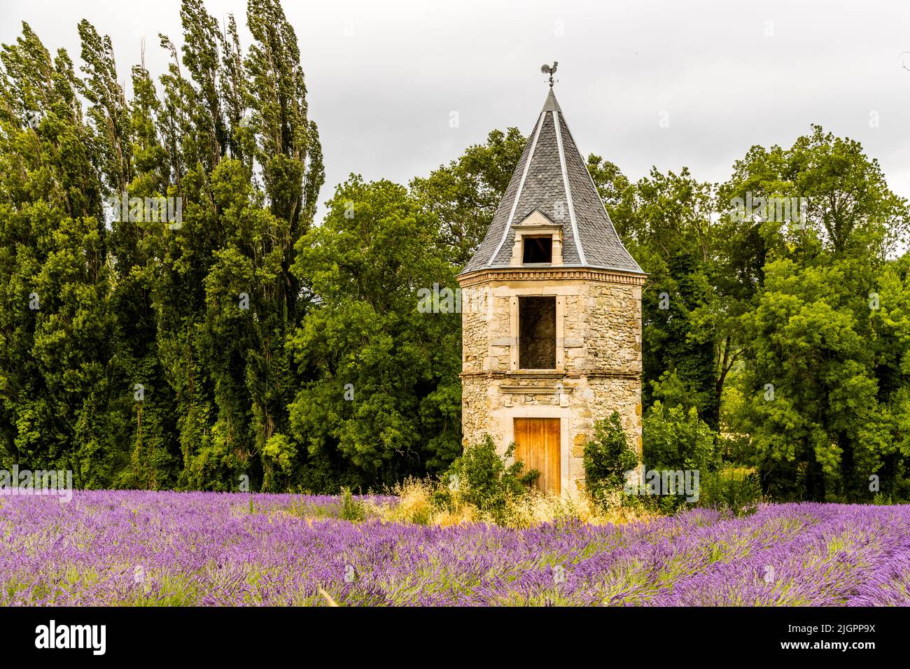 Lavender field in France Stock Photo