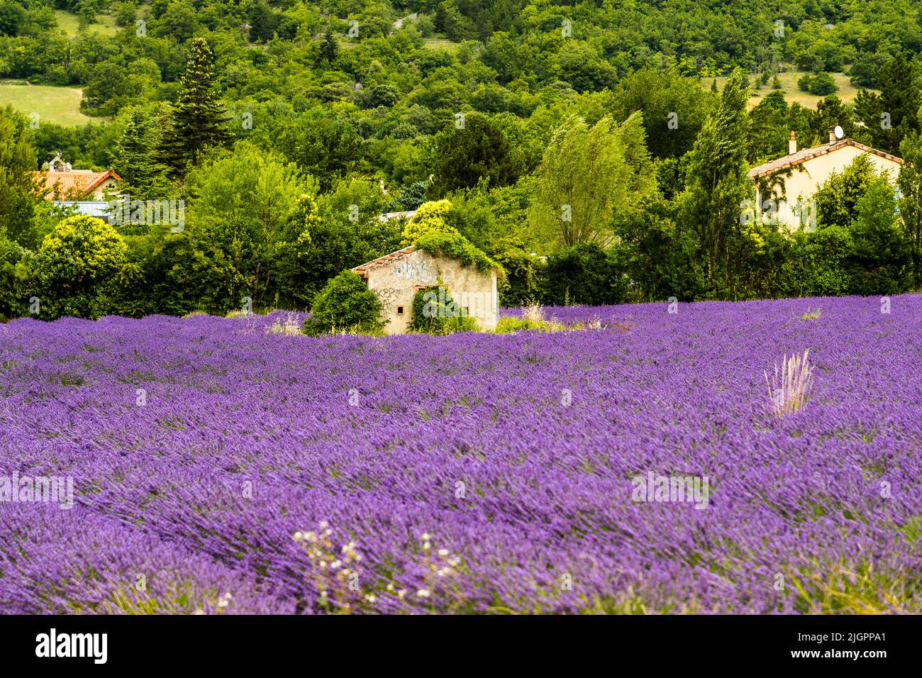 Lavender field in France Stock Photo