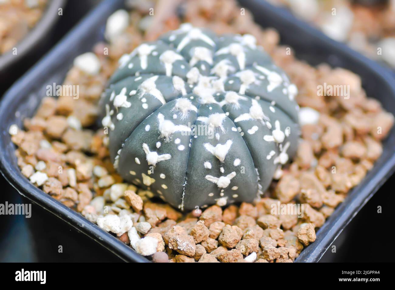 astrophytum asterias miracle , Astrophytum or succulent or astrophytum  asterias hanazono or astrophytum asterias super kabuto cactus Stock Photo -  Alamy