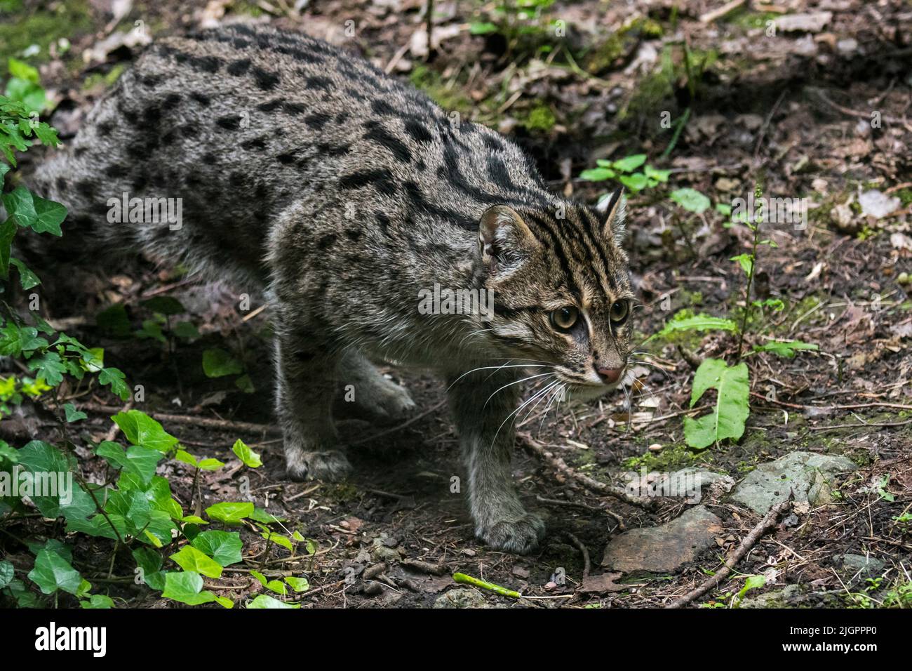 Fishing cat (Prionailurus viverrinus) stalking prey, mediumsized wild