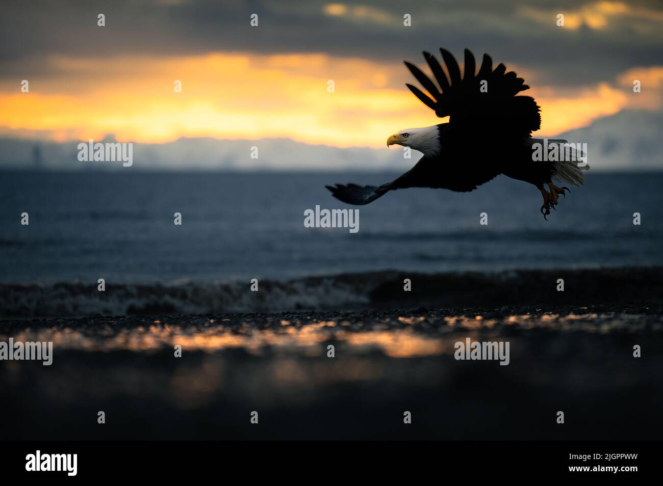 The bald eagle in flight with a wingspan of around two meters. HOMER