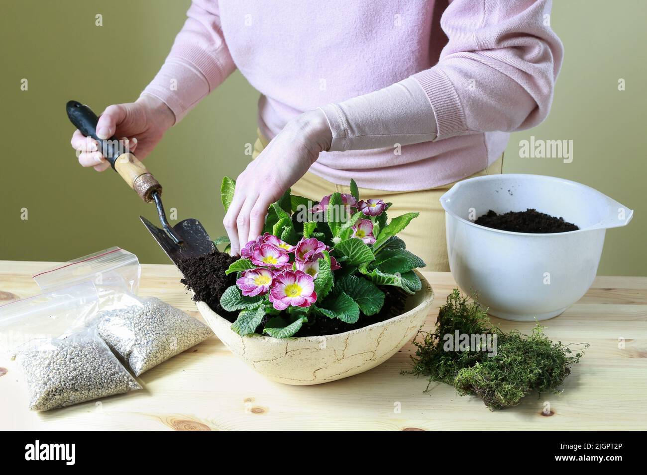 Florist at work woman shows how to make simple decoration with primula flowers. Step by step