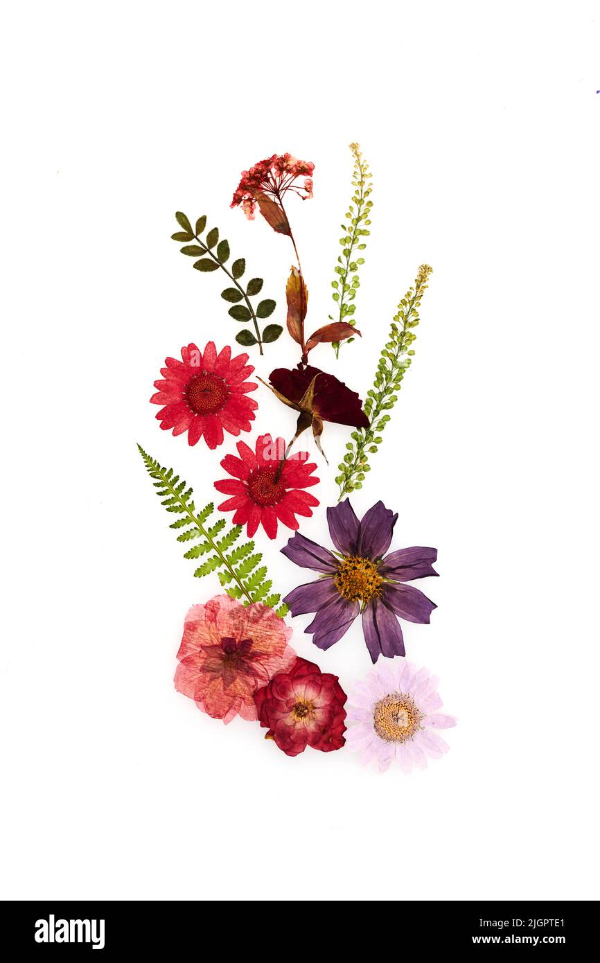 Pressed flowers hi-res stock photography and images - Alamy