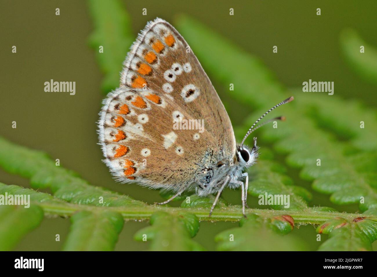 Brown Argus butterfly, UK Stock Photo