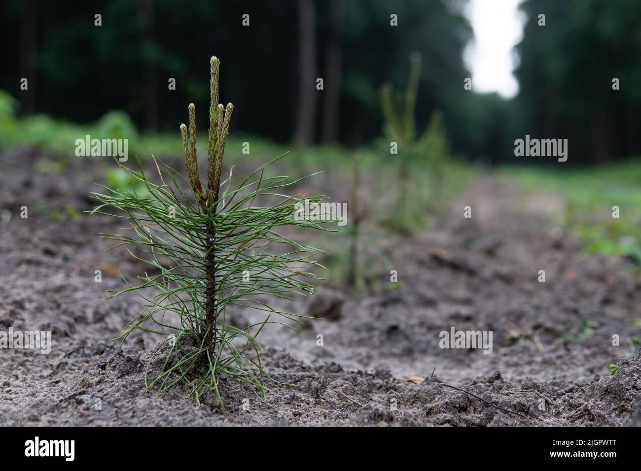 A small pine tree with new branches on the tree nursery. Planting new ...