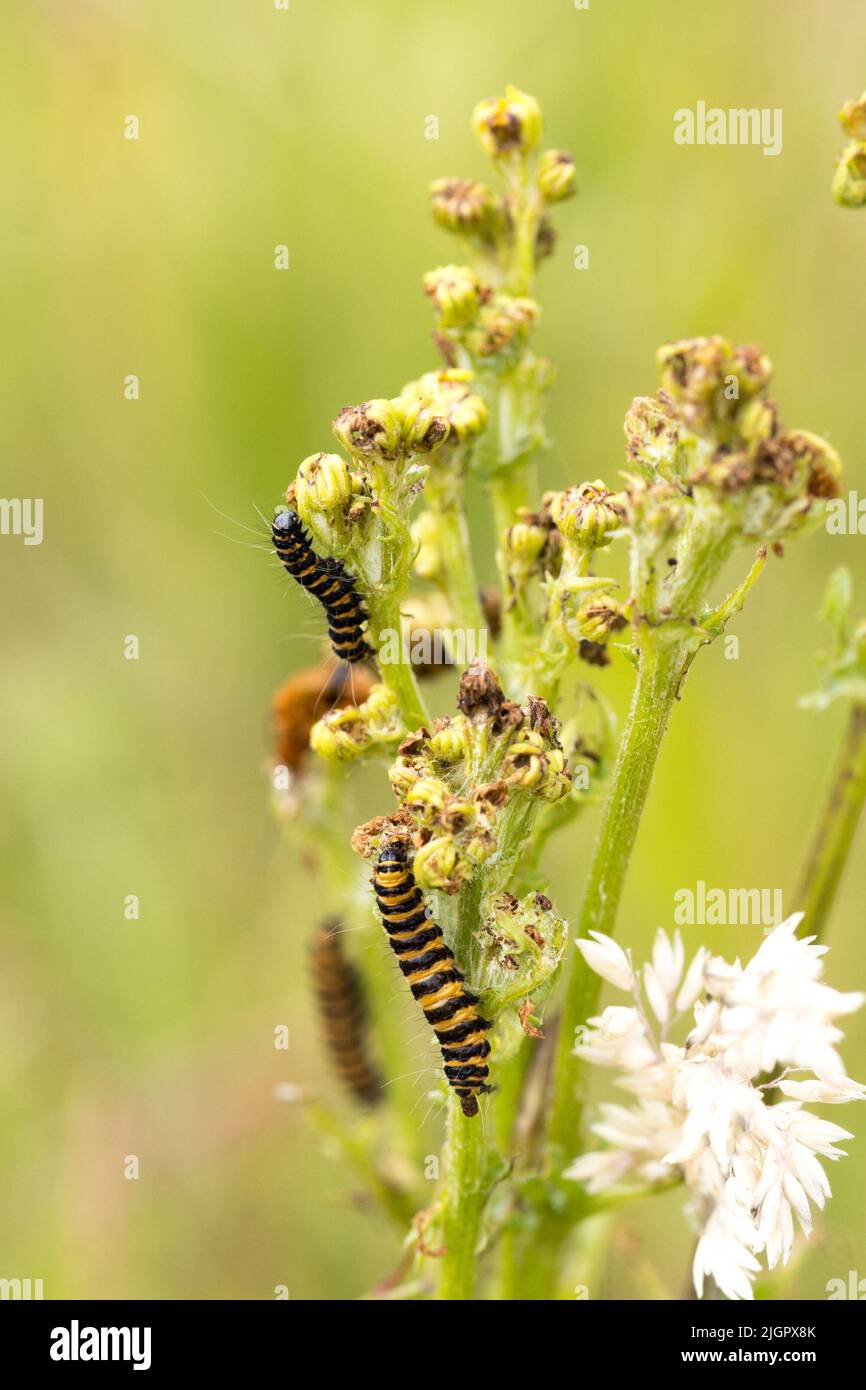 Closeup macro of black and yellow striped toxic zebra caterpillars eating from a plant during summer, day time. Vlaardingen Broekpolder, The Netherlan Stock Photo