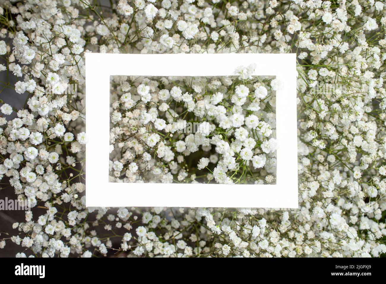 Gypsophyla paniculata little flowers with a white glowing frame in the middle. Stock Photo