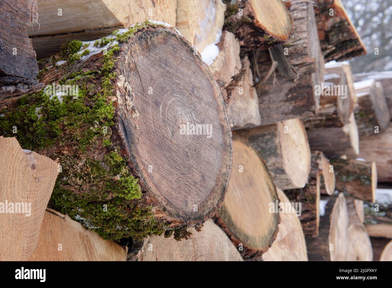 A log of wood overgrown with green moss sticks out from a pile of logs