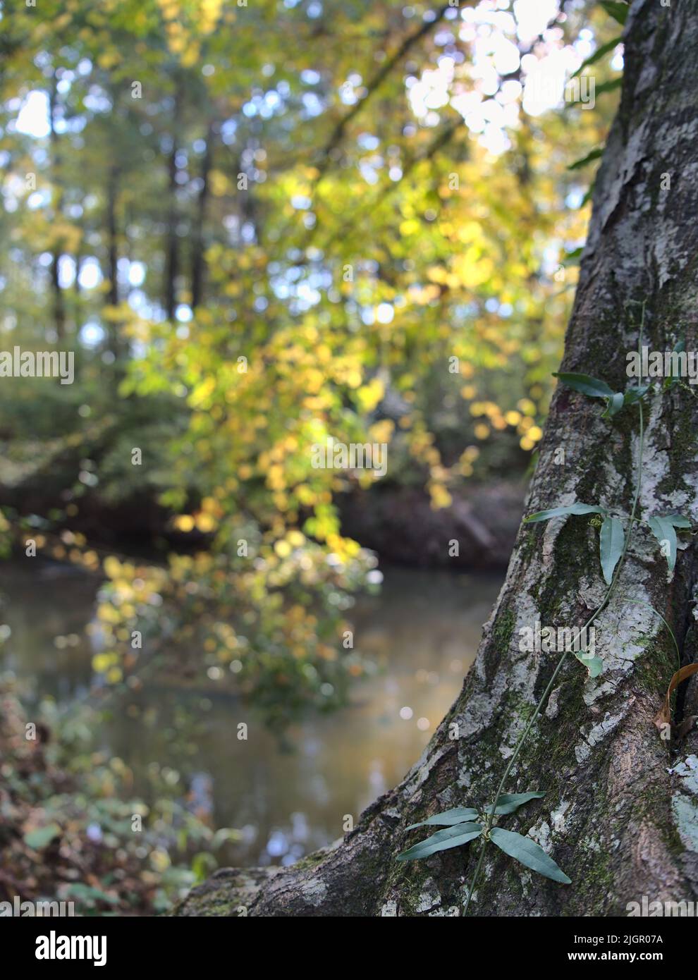 A macro image of ivy growing on a mossy tree turnk with fall, colorful leaves in the background. Stock Photo