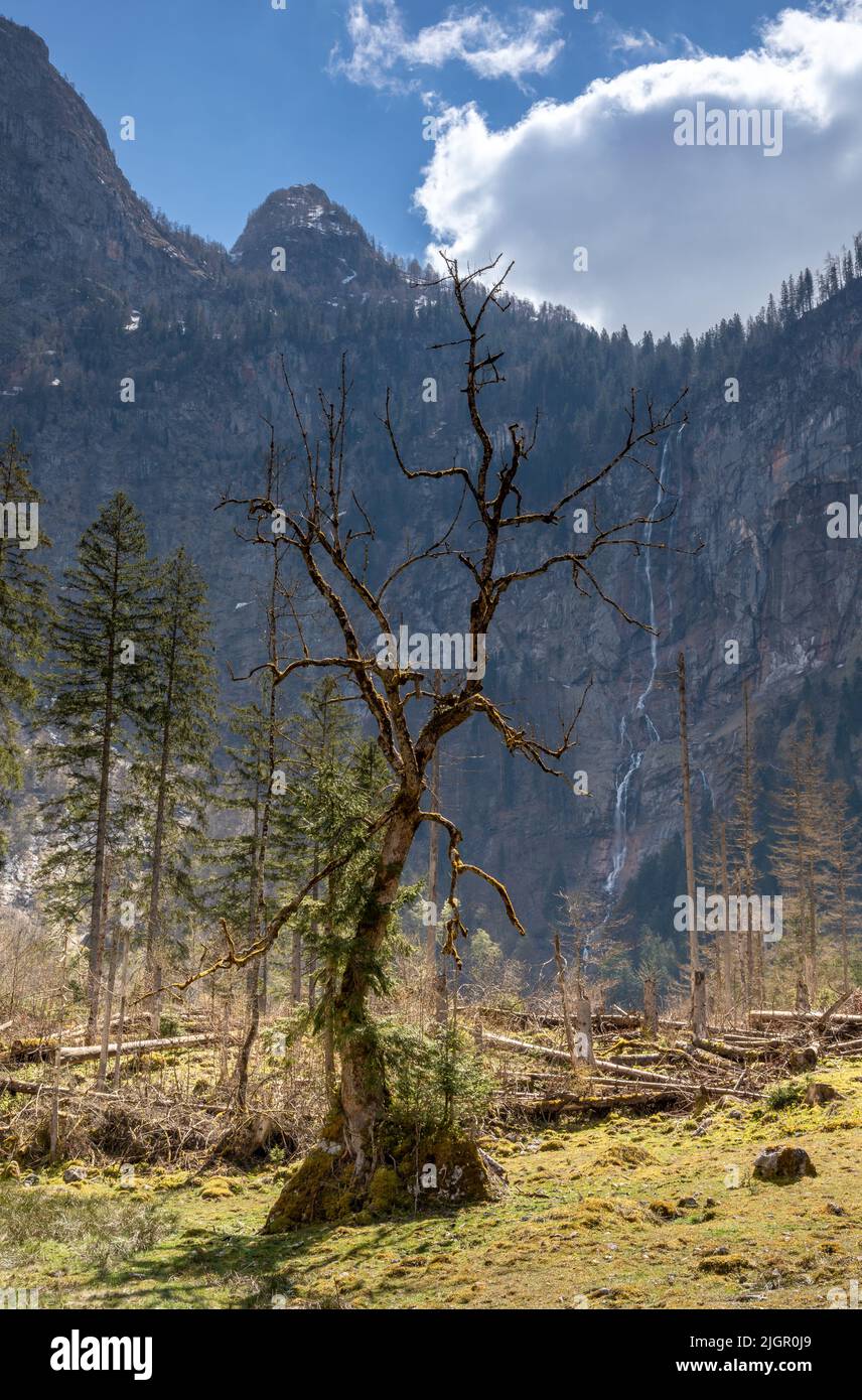 Dead tree in front of Roethbach waterfall in Berchtesgaden national park, Bavaria, Germany Stock Photo