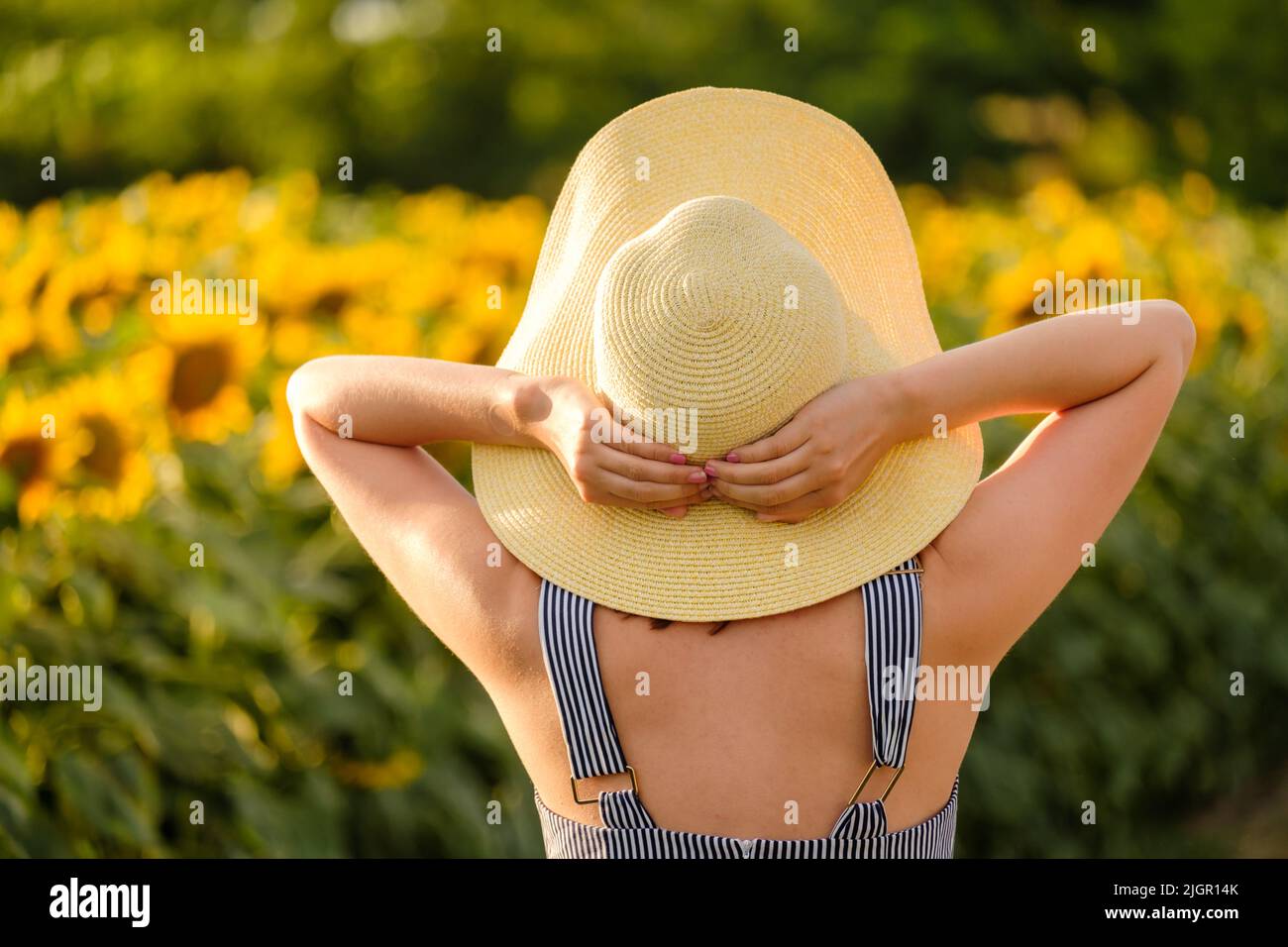 Woman puts hands on straw hat standing in sunflower field on sunny summer day. Young lady enjoys nature in rural site backside close view Stock Photo