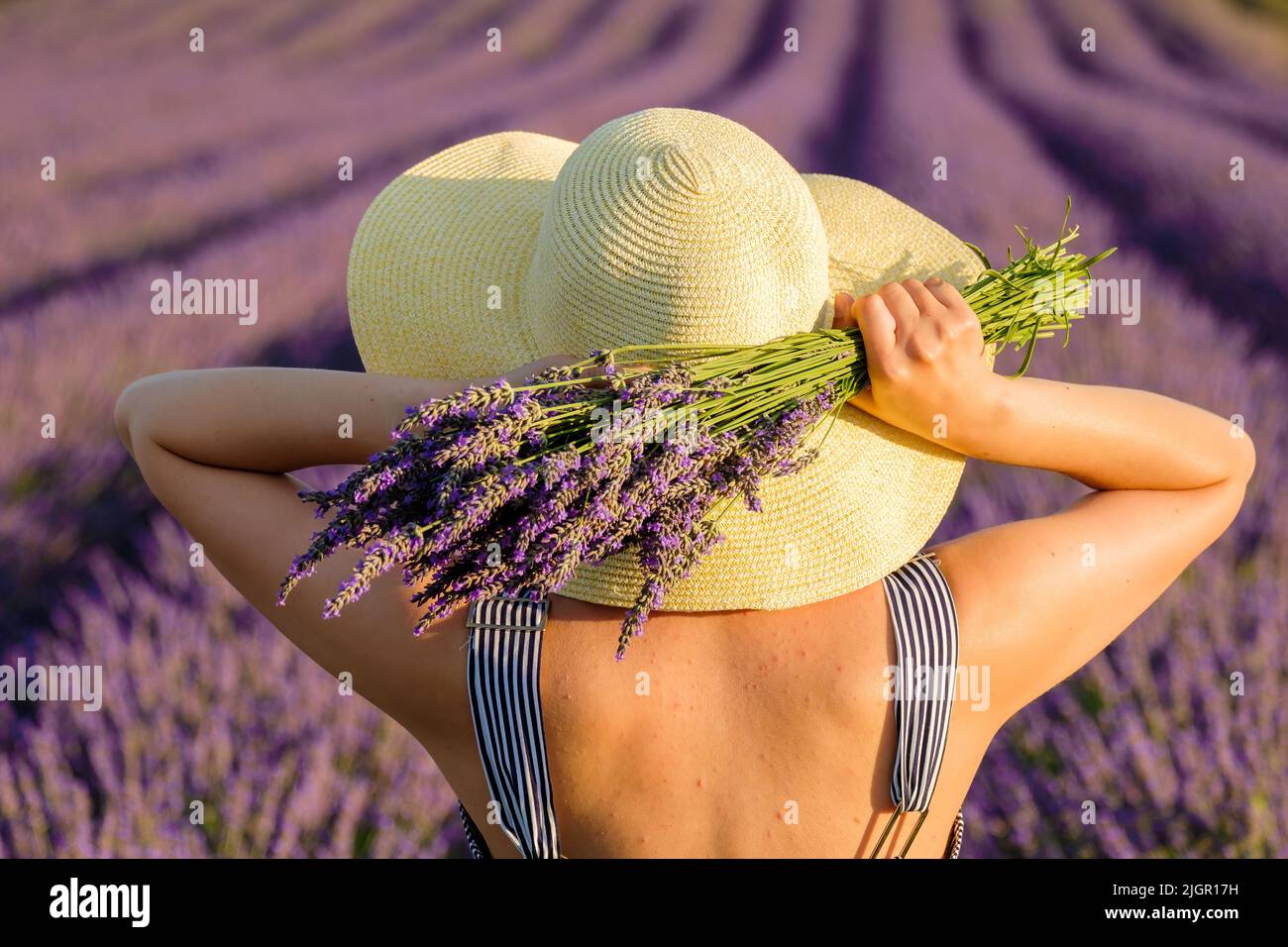 Woman in straw hat poses for photo holding bunch of fresh violet flowers. Young lady stands in lavender field on sunny day backside close view Stock Photo