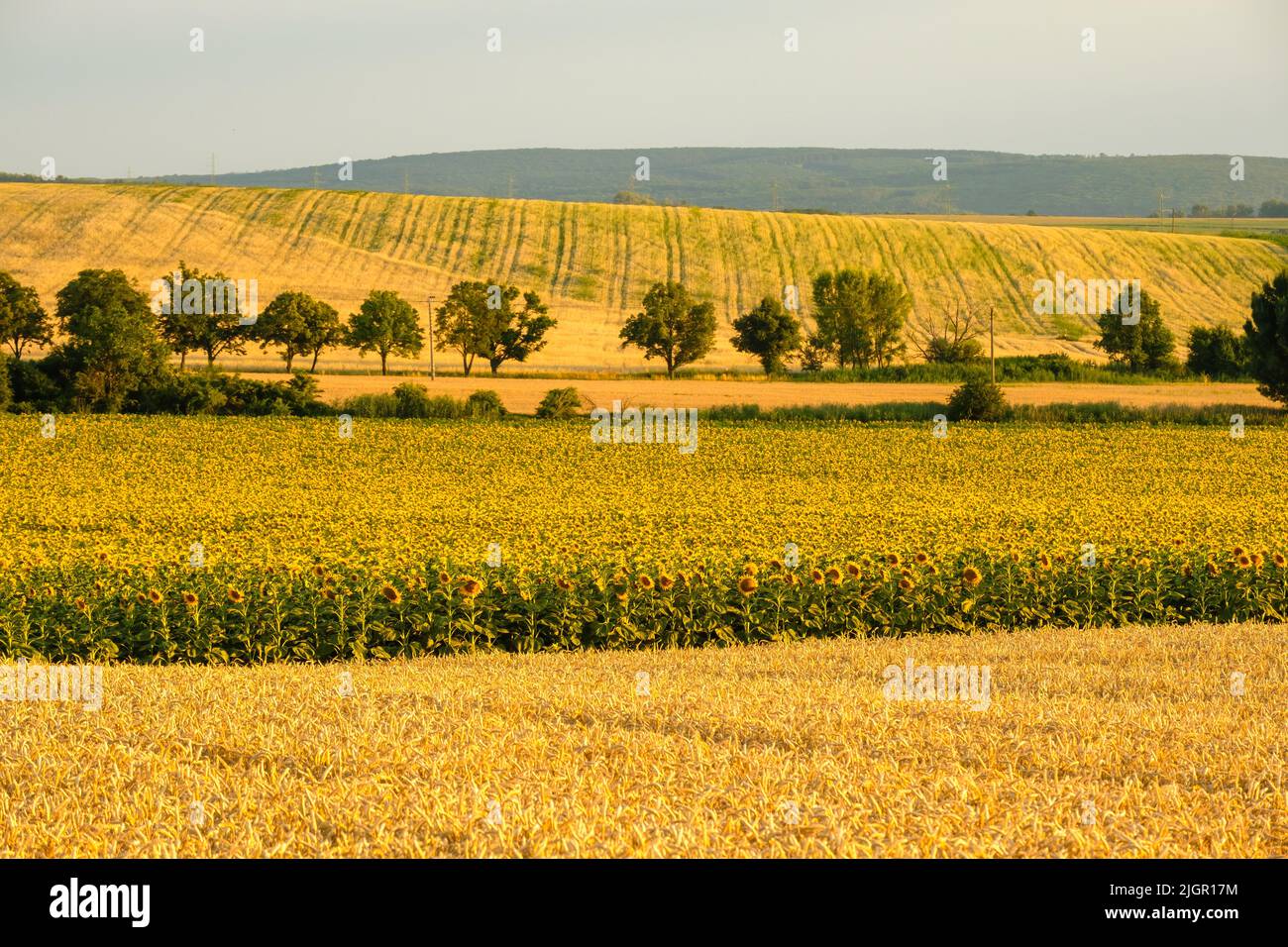Large blooming sunflower field and trees wind-break in countryside on sunny summer day. Beautiful nature and agricultural fields at rural site Stock Photo