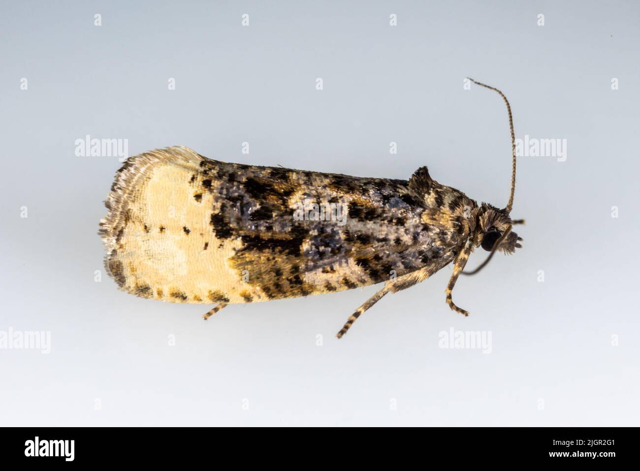 Hedya ochroleucana - Tortricid moth - Bird dropping mimic - on neutral background Stock Photo