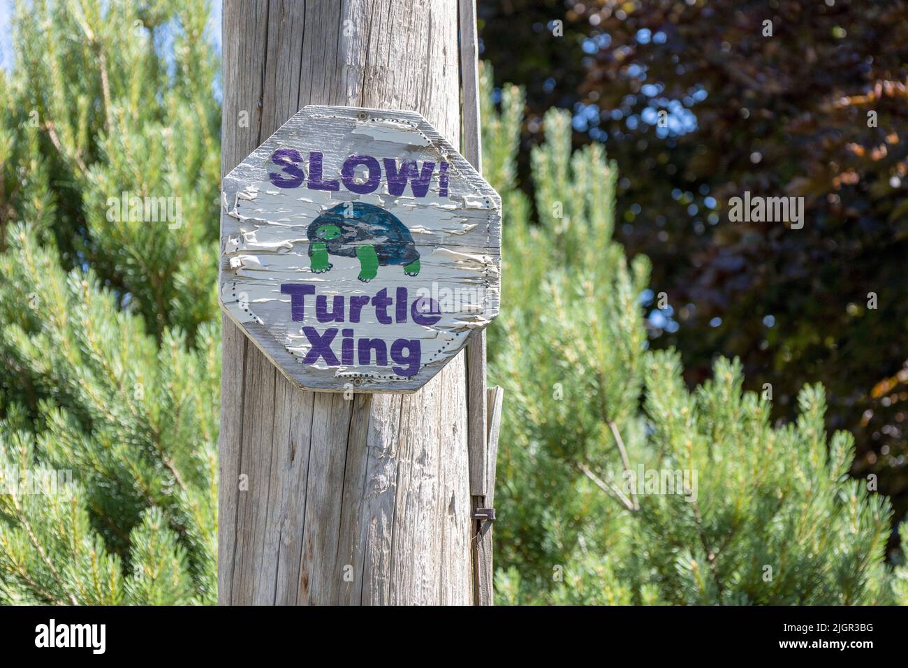 Hand Painted Home Made Turtle Crossing Warning Sign On A Residential Road In Ontario Canada Stock Photo