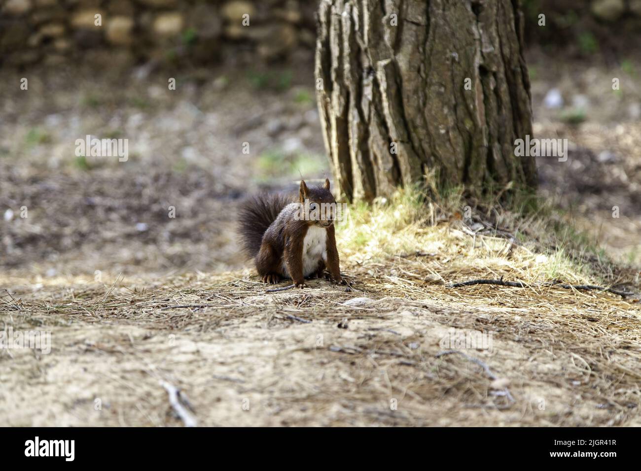 Detail of wild animal in nature, beauty and life Stock Photo - Alamy