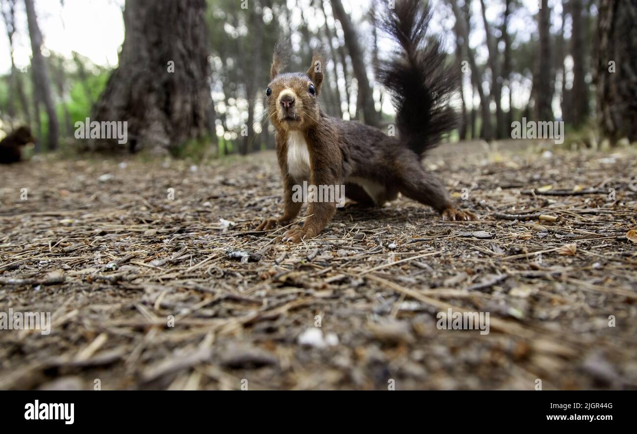 Wild animal in nature hi-res stock photography and images - Alamy