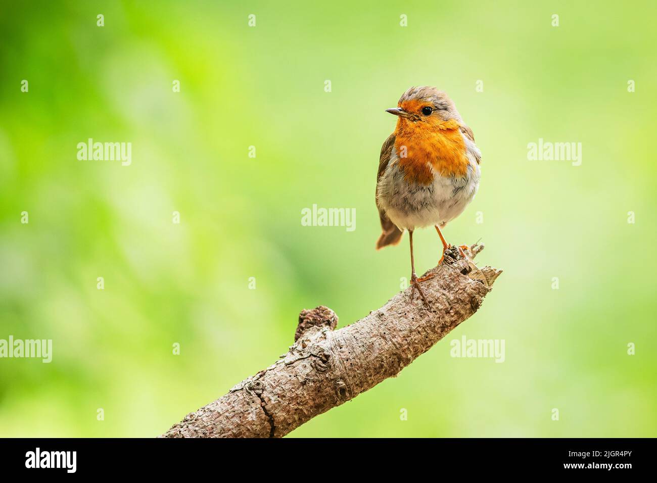 The European robin, a cute small passerine songbird with red breast, perching on a branch in a forest. Plain green background. Stock Photo