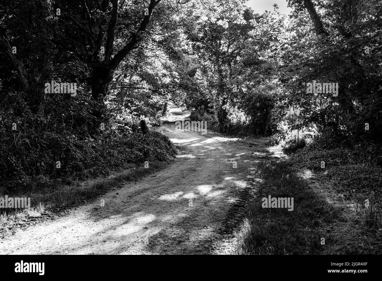 A woodland path in dappled evening light Stock Photo - Alamy