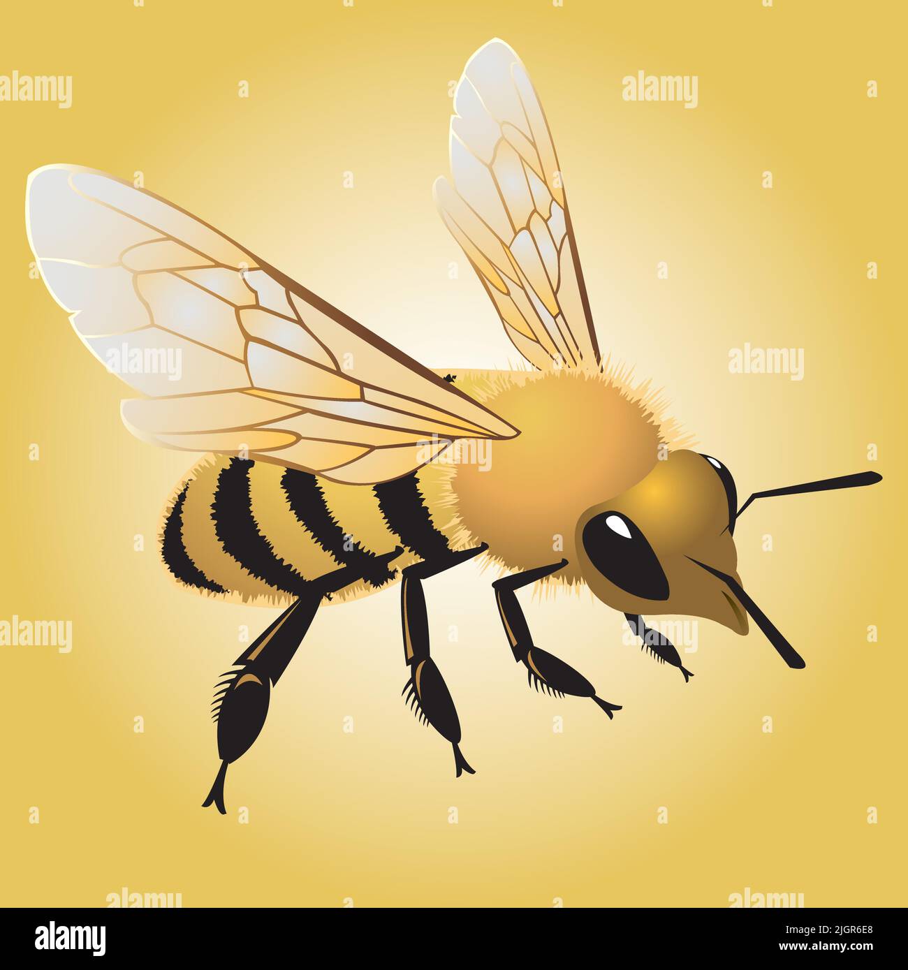 A graphic vector illustration of a yellow and black striped bumblebee. Stock Vector