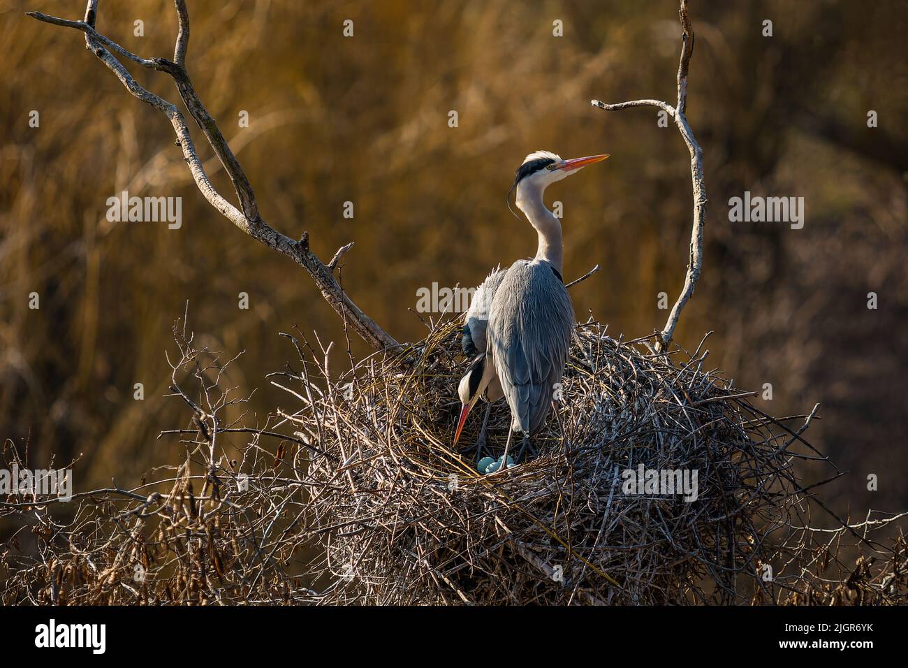 A pair of grey herons with orange beaks standing on the nest with four green eggs. Prague ZOO, Czech Republic. Stock Photo