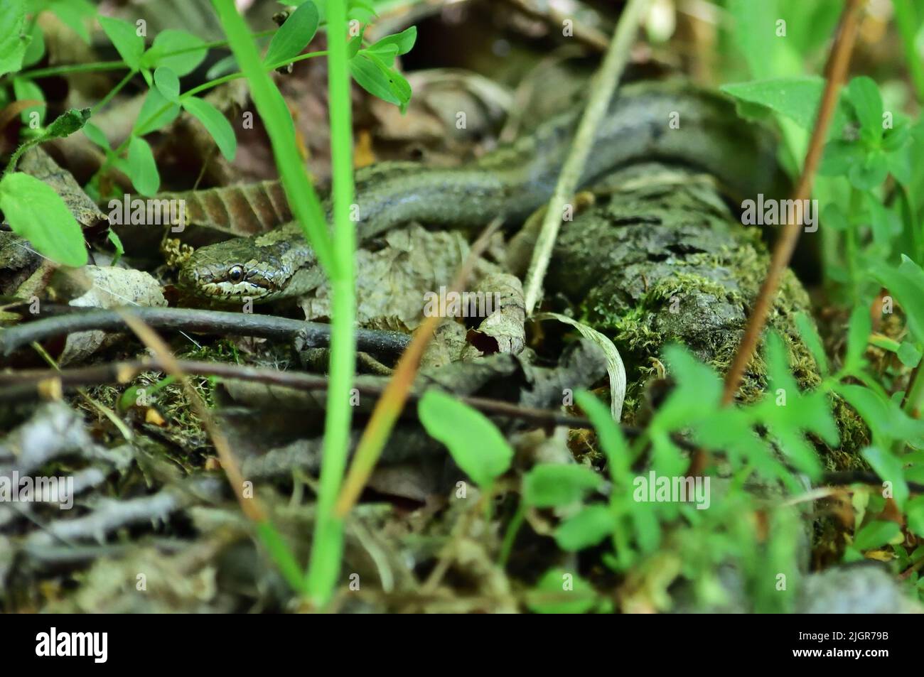 Smooth snake - Coronella austriaca near Znojmo, Czech Republic Stock Photo