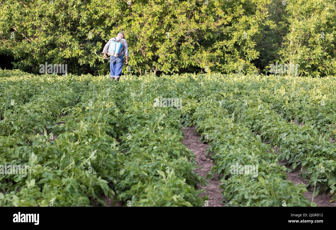 Potato Insecticides A farmer applying insecticides to his potato crop. Legs of a man in ...