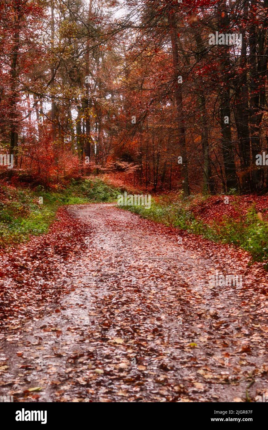 Muddy road in village in hi-res stock photography and images - Page 5 -  Alamy